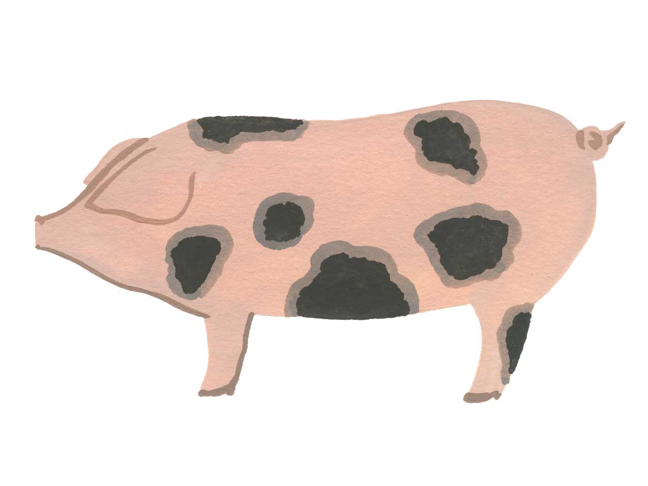 OLD SPOT SIGNATURE HERITAGE BACON — NOW 40% OFF